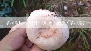 茶树菇炖鸡汤要什么时候才能放入茶树菇？