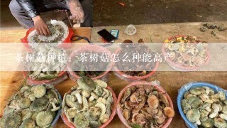 茶树菇种植：茶树菇怎么种能高产