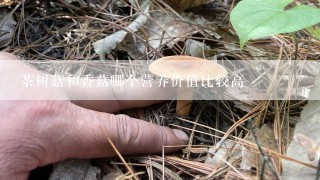 茶树菇和香菇哪个营养价值比较高