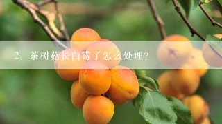 茶树菇长白霉了怎么处理？