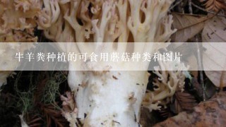 牛羊粪种植的可食用蘑菇种类和图片