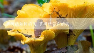 茶树菇如何清洗 茶树菇怎么清洗