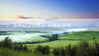 茶树菇怎么保存 防潮很重要