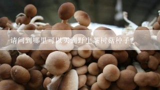 请问到哪里可以买到野生茶树菇种子？