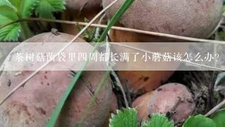 茶树菇菌袋里四周都长满了小蘑菇该怎么办？菌袋可以