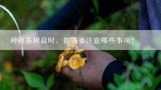 种植茶树菇时，都需要注意哪些事项？