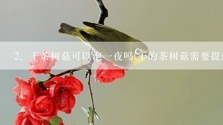 干茶树菇可以泡一夜吗(干的茶树菇需要提前一晚浸泡