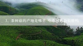 茶树菇的产地是哪里 吃茶树菇会长胖吗