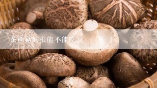 茶树菇的根能不能吃？