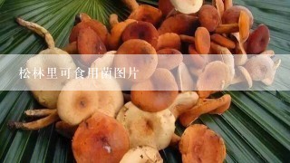 松林里可食用菌图片