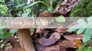 干茶树菇怎样才能泡开？