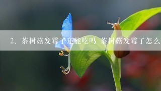 茶树菇发霉了还能吃吗 茶树菇发霉了怎么处理