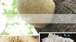 茶树菇怎样煲汤?