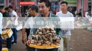 茶树修剪下来茶枝条可以当肥料吗?