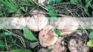 干茶树菇用冷水还是用热水泡营养价值高?玩泡多久呢?我是要炒来吃的!