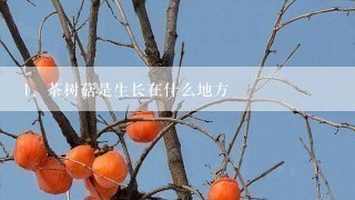 茶树菇是生长在什么地方