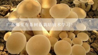 广东哪里有茶树菇栽培技术学习?