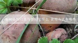 茶树菇的功效与作用是什么 食用方法有哪些