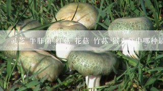 灵芝 牛肝菌 红菇 花菇 竹荪 猴头菇中哪种最贵