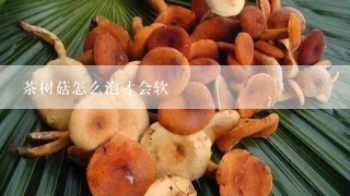 茶树菇怎么泡才会软