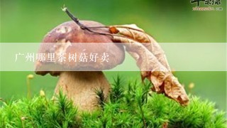 广州哪里茶树菇好卖