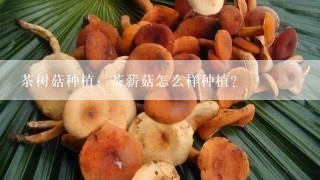 茶树菇种植：茶薪菇怎么样种植？