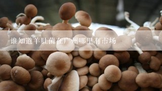 谁知道羊肚菌在广州哪里有市场
