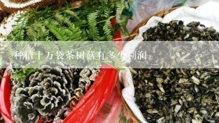 种植十万袋茶树菇有多少利润。