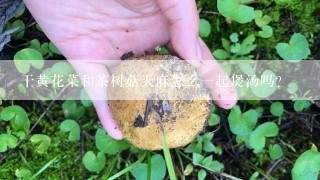 干黄花菜和茶树菇天麻怎么一起煲汤吗?