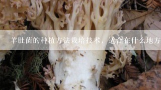 羊肚菌的种植方法栽培技术，适合在什么地方种植