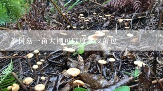 茶树菇一亩大棚可以放多少菌包