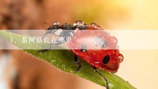 茶树菇长在哪里