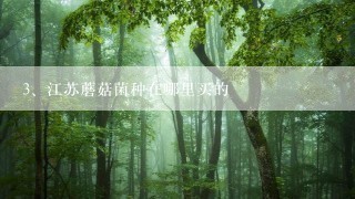 江苏蘑菇菌种在哪里买的