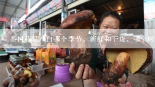 茶树菇是产自哪个季节，新鲜和干货，哪个时期购买最便宜。