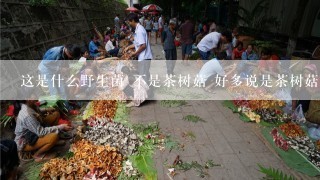 这是什么野生菌 不是茶树菇 好多说是茶树菇 湖北哪些地方有这种野生菌 四川叫青冈菌！！！！