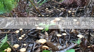 去什么地方可以学到茶树菇种植技术？我是云南红河谢谢