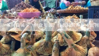 茶树菇属于一种食用菌，什么时候种植才能拥有高产量