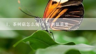 茶树菇怎么保存 防潮很重要