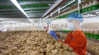 夏天排骨煲茶树菇还可以放什么