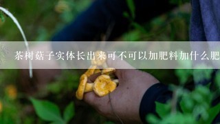 茶树菇子实体长出来可不可以加肥料加什么肥料