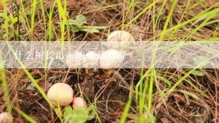什么树长出来的蘑菇有毒
