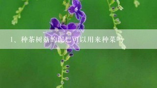 种茶树菇的泥巴可以用来种菜吗