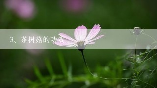 茶树菇的功效