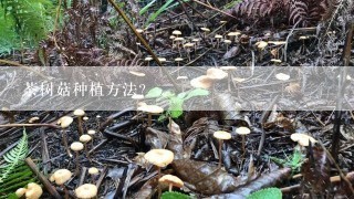 茶树菇种植方法?