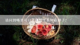 请问到哪里可以买到野生茶树菇种子？