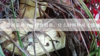 茶树菇属于一种食用菌，什么时候种植才能拥有高产量