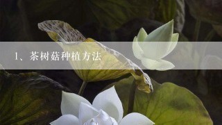 茶树菇种植方法