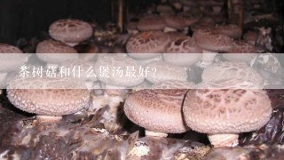 茶树菇和什么煲汤最好？