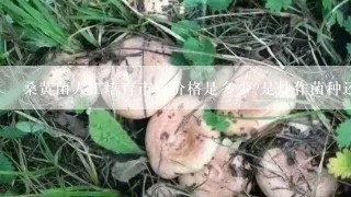 桑黄菌人工培育市场价格是多少?是炒作菌种还是真的有市场?