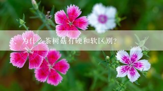 为什么茶树菇有硬和软区别？